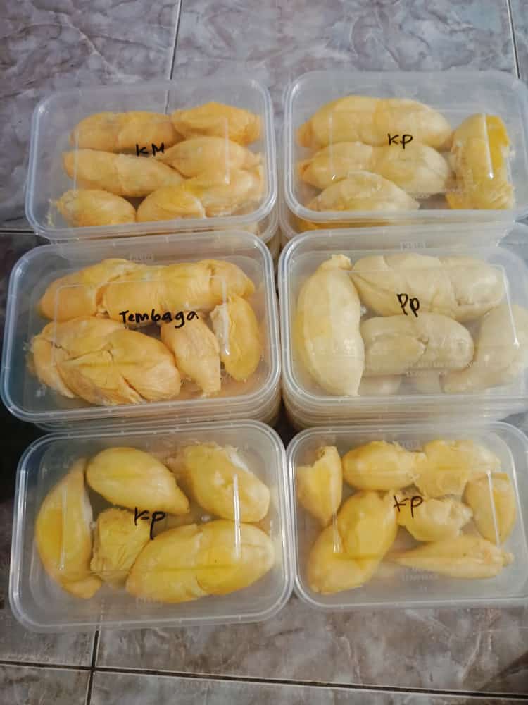 Durian Lokal Milik Om Mex Di Kepulauan Bangka Belitung Banyak Diburu Masyarakat Pencinta Buah Durian