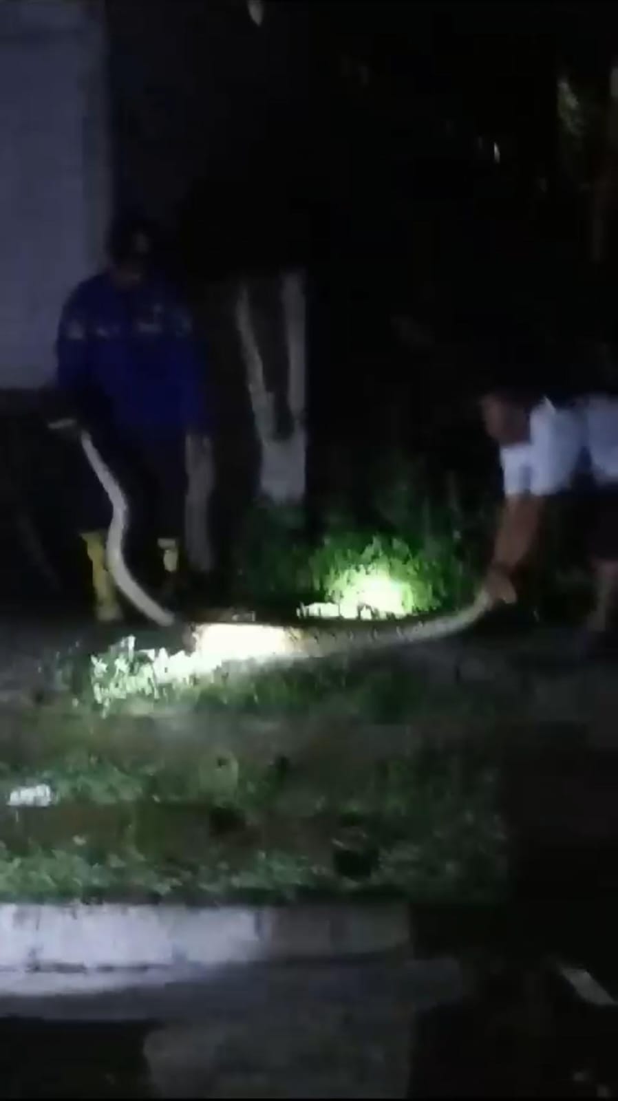 Warga Masyarakat Cimesir Dihebohkan Penemuan Ular Piton Sepanjang 5 Meter Yang  Berada di Halaman Rumah Warga Setempat