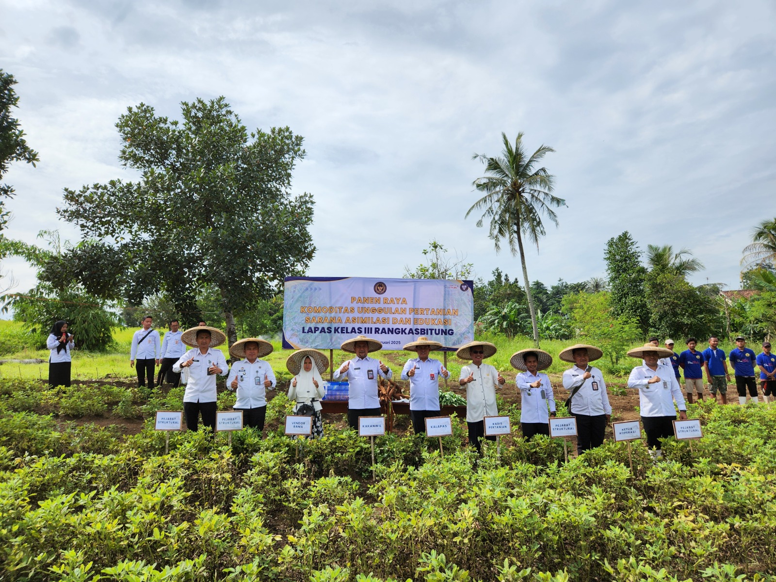 Bersama Kakanwil Ditjenpas Banten, Lapas Rangkasbitung Gelar Panen Raya Komoditas Pertanian